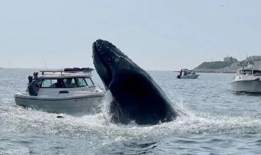 حادث نادر.. مقتل شخص اخترق حوت قاربه في استراليا