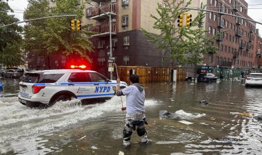 الفيضانات تحرر أسد بحر من أَسْره في نيويورك