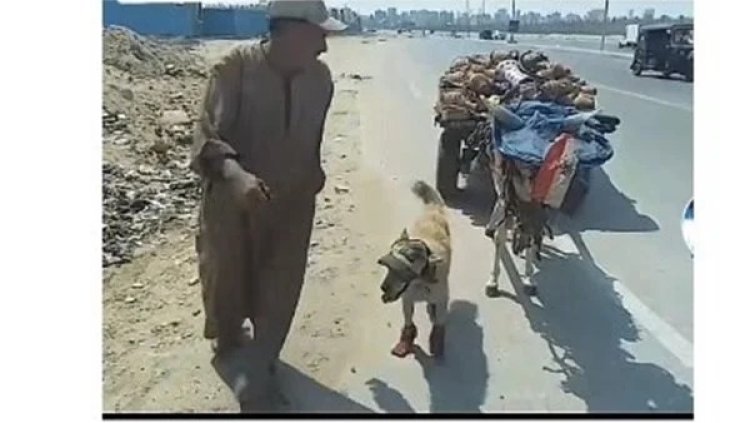 كاب للحمار وحذاء للكلب.. بائع فخار «حكاية تريند من رحمة الحيوانات»