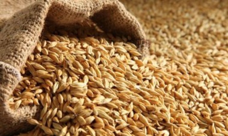 سعر الأرز الشعير الآن 2023