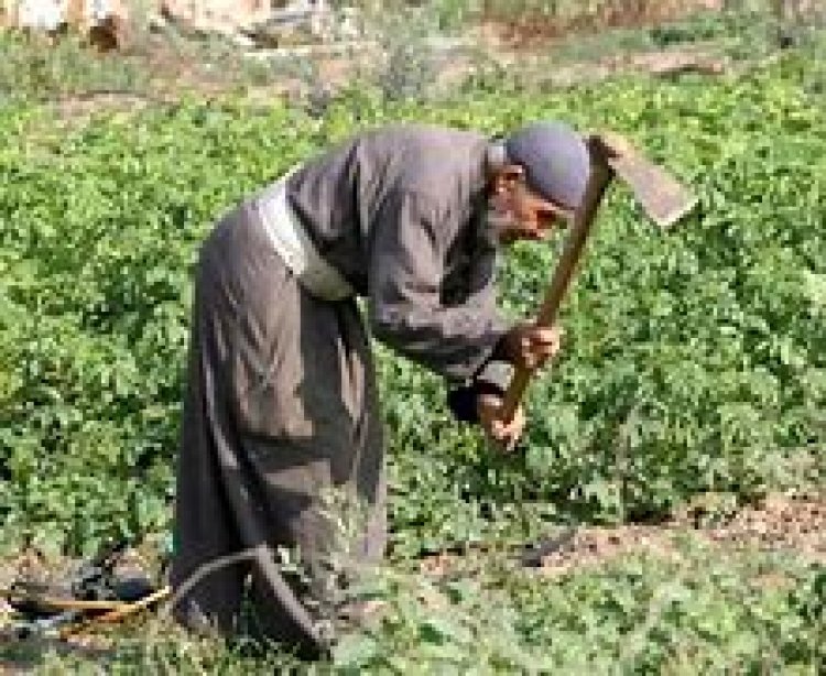 تزامنًا مع عيدهم الـ71.. 7  مكاسب لـ الفلاح في عهد الرئيس السيسي