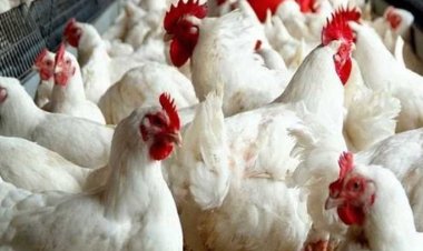 شعبة الدواجن: الإنتاج انخفض من 1.5 مليار بالعام لـ 850 مليون 