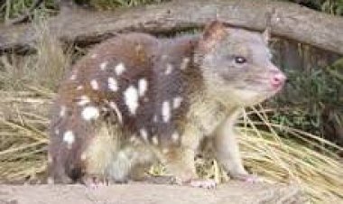 مزارع يكتشف كائنا منقرضا منذ 100 عام.. ما القصة؟