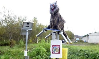 اليابان تصنع ذئابًا لترويض الدببة.. ايه الحكاية؟