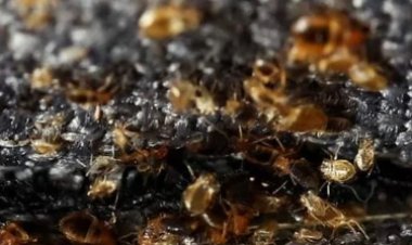 بعد اتهامات الأفارقة بجلبها.. وزير صحة فرنسا يعلق على تفشي البق داخل البلاد