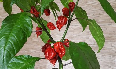 رجل  يدخل موسوعة جينيس  لتناوله 160 ثمرة من الفلفل الحار