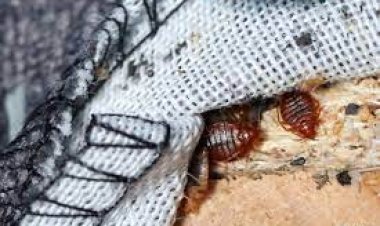 فرنسا تحذر مواطنيها من قتل أنفسهم خلال القضاء على الحشرة البق