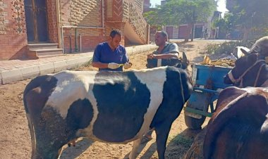 الزراعة: علاج 5100 رأس ماشية مجانا لصغار المربين بمحافظة كفر الشيخ