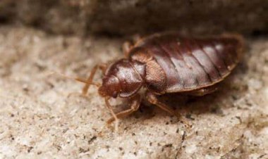 بسبب «بق الفراش».. إغلاق 7 مدارس في فرنسا