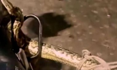 شرطي يمسك ثعبان بطول 2.5 متر بيده بالهند