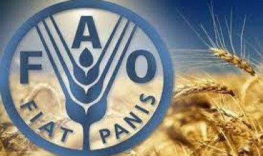 منظمة الفاو انخفاض أسعار الزيوت والألبان واللحوم والقمح وارتفاع السكر والذرة خلال ستمبر
