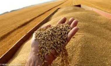 الفاو تتوقع ارتفاع حجم الإنتاج العالمي من الحبوب لتصل إلى 2819 مليون طن