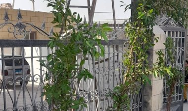 ياسمين فؤاد: المشروع يهدف لزراعة ٤٤٠٠ شجرة بالمنطقة وسيساهم فى امتصاص٧طن يومياً من ثاني أكسيد الكربون