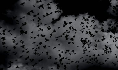 طوفان من الغربان يُرعب الإسبانيين.. هل تحذر من شئ ما؟