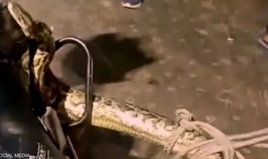 شرطى يمسك بثعبان عملاق تسلل لشاحنة في الهند (فيديو)