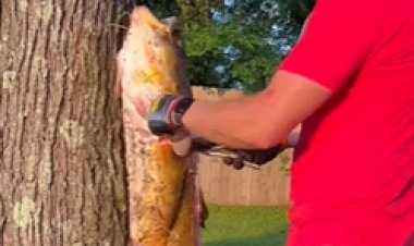 جنون المشاهدة يدفع رجلًا لتناول سمكة مُسممة