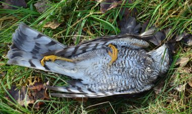 موت أكثر من 100 طائر بسبب جدران مركز للمؤتمرات بأمريكا