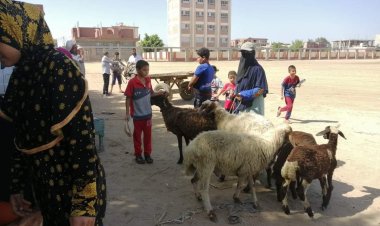 تحصين 28 ألف رأس أغنام وماعز ضد طاعون المجترات الصغيرة بكفر الشيخ