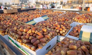 الزراعة: مصر الأولى عالميًا في أعداد النخيل وإنتاج التمور