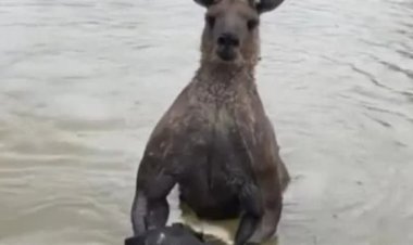كنغر ينقذ كلب من الغرق في نهر بـ أستراليا