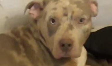 القبض على شخصين لطعنهما كلب