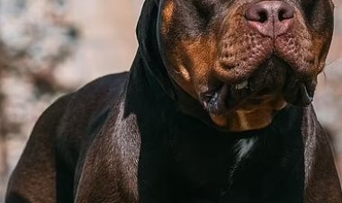 إجلاء المدارس في انجلترا بسبب هروب «كلب»