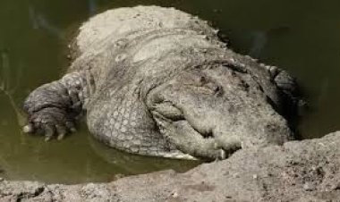 اكتشاف تمساح منقرض منذ 230 ألف سنة