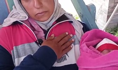 «مقطوعة من شجرة  ومعاها رضيع»..  طبيبة بيطرية تبحث عن مأوى  في بورسعيد (صورة)