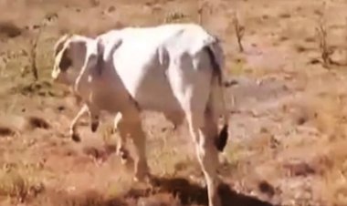 بقرة تثير حيرة العلماء.. لماذا ؟