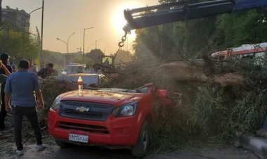 مصرع إصابة 3 أشخاص إثر سقوط شجرة في أسيوط 