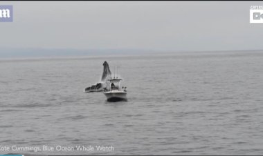 خروج «حوت أحدب» من المياه يقفز فوق «راكب أمواج»