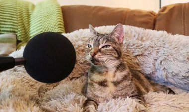 قطة تدخل موسعة جينيس بسبب صوتها