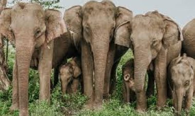 بعد 3 سنوات.. البكتيريا الزرقاء تحل اللغز الغامض لنفوق 350 فيلا مرة واحدة