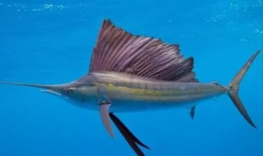 ظهور"أسرع" سمكة في العالم