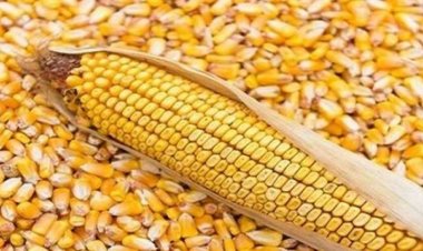 كم سعر طن الذرة الصفراء في مصر 2023 اليوم