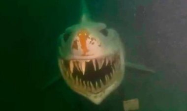 لحظة مرعبة لغواصين بسبب سمكة قرش (ما القصة)