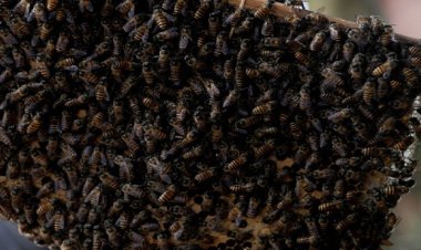 سراب من النحل الآسيوي العملاق يجتاح روما