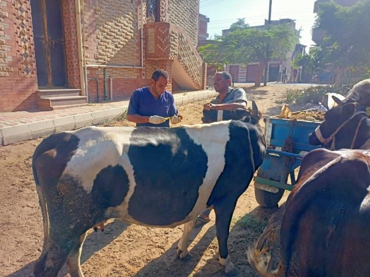 الزراعة: علاج 5100 رأس ماشية مجانا لصغار المربين بمحافظة كفر الشيخ