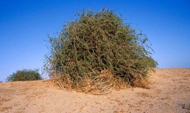 تزرعها إسرائيل تصديقًا لنبوءة الرسول ﷺ.. تعرف على شجرة الغرقد