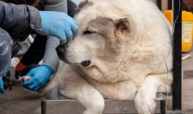 كلب يثير حيرة العلماء بسبب وزنه