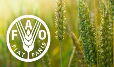 منها كفر الشيخ.. الأمم المتحدة تدعم تعزيز الزراعة الذكية في 3 محافظات مصرية