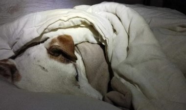 رجل يتفاجئ بفاتورة  «10 آلاف دولار» لإنقاذ كلبه الأليف