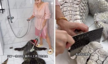 فتاة تطبخ تمساح في الصين