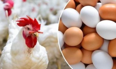 حماية المنافسة يحرك دعوى جنائية ضد 7 من كبار السماسرة في سوق الدواجن بسبب الأسعار