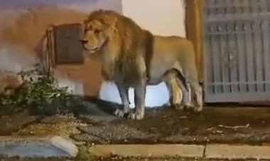 القبض على أسد بعد هروبه من السيرك  (تفاصيل)