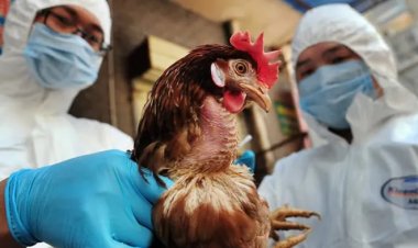 هولند تعلن إعدام 65 ألف دجاجة بعد اكتشاف سلالة جديدة من إنفلونزا الطيور