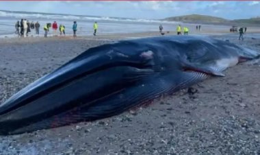 حوت ميت يسبب الذعر في المملكة المتحدة
