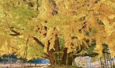 يأتي إليها السياح دائمًا.. حكاية الشجرة غريبة في كوريا الجنوبية