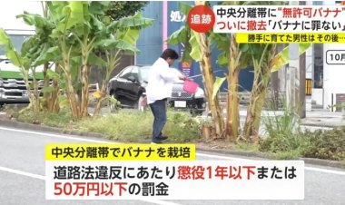 ياباني يزرع أشجار الموز وسط طريق المدينة لمدة عامين دون ملاحظة المسؤولين