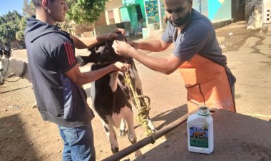 قافلة بيطرية إرشادية علاجية بقرية المحرص بمركز أبوقرقاص بالمنيا